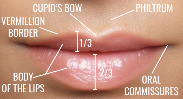 Anatomy of the Lips