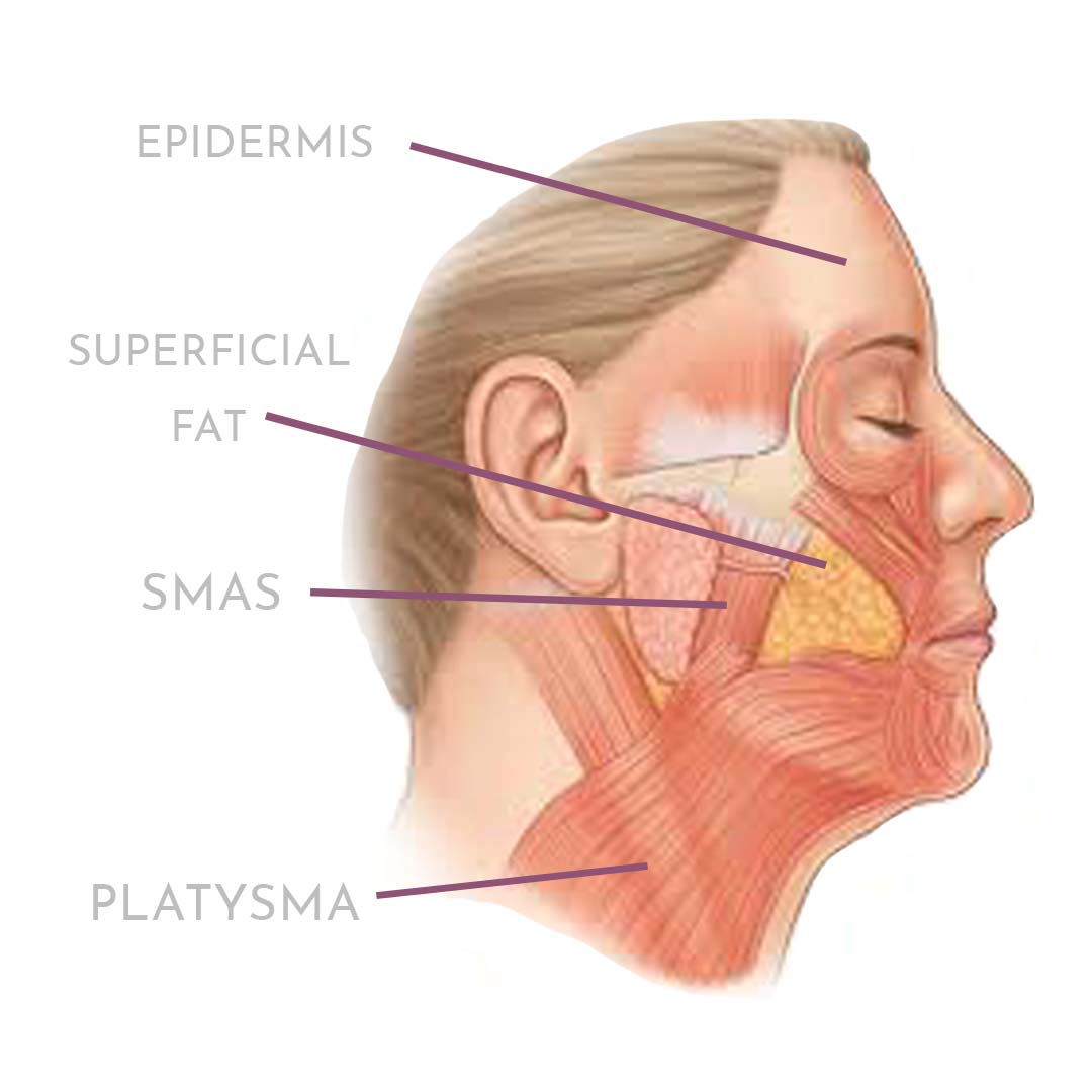 A diagram of the different skin layers in the face